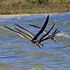 Saksn�b. Amerikansk Saksn�b flyver overer vandet Rynchops niger Crystal River / Florida USA  fugle Saksn�b