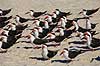 Saksn�b. Amerikansk Saksn�b p� stranden Rynchops niger Crystal River / Florida USA  fugle Saksn�b