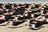 Saksn�b. Amerikansk Saksn�b p� stranden Rynchops niger Crystal River / Florida USA  fugle Saksn�b