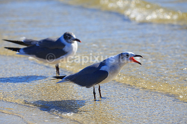 Latterm�ge; Larus atricilla; Crystal River / Florida; USA; ; fugle; M�gefugle, Laridae