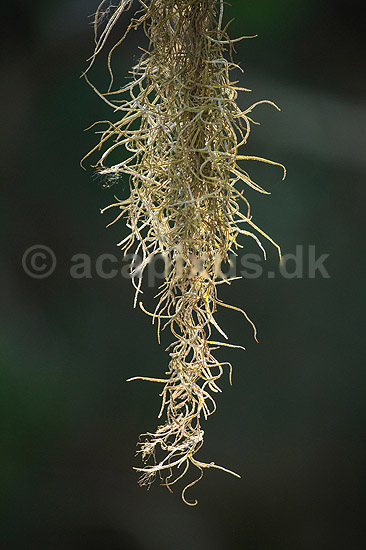 Spansk mos. Spanish moss - er faktisk ikke en mos, men en blomsterplante; Tillandsia usneoides; Crystal River / Florida; USA; ; Planter; 