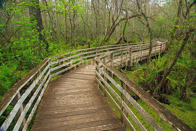 Corkscrew Swamp Sanctuary. Boardwalk gennem sumpen i Corkscrew Swamp Sanctuary; ; Corkscrew Swamp Sanctuary / Florida; USA; ; ; Park, perker, naturbeskyttelse