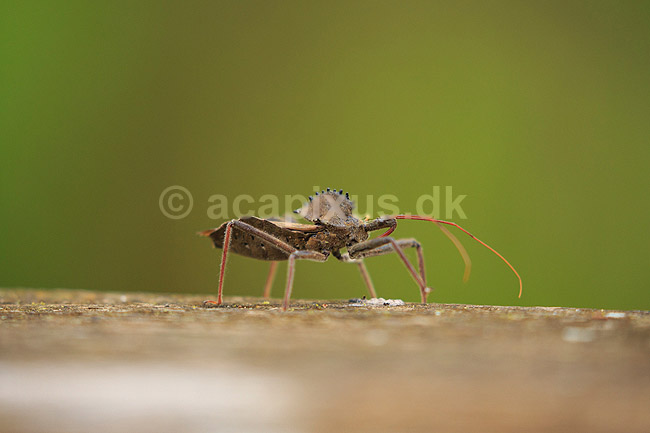 Wheel Bug. Wheel Bug - t�ge; Arilus cristatus; Corkscrew Swamp Sanctuary / Florida; USA; ; Insekter; T�ger, Heteroptera