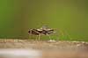 Wheel Bug. Wheel Bug - t�ge Arilus cristatus Corkscrew Swamp Sanctuary / Florida USA  Insekter T�ger, Heteroptera