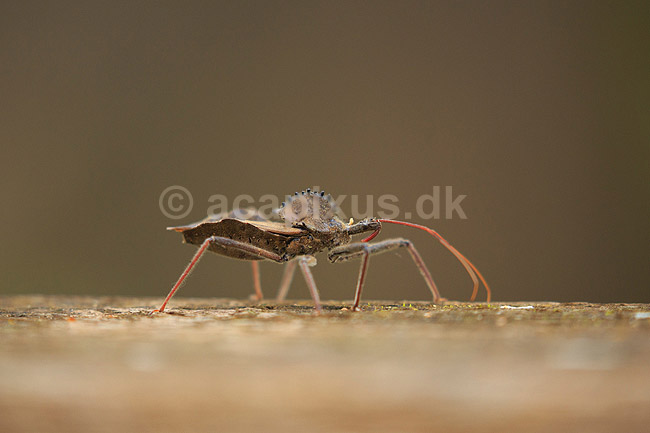 Wheel Bug. Wheel Bug - t�ge; Arilus cristatus; Corkscrew Swamp Sanctuary / Florida; USA; ; Insekter; T�ger, Heteroptera