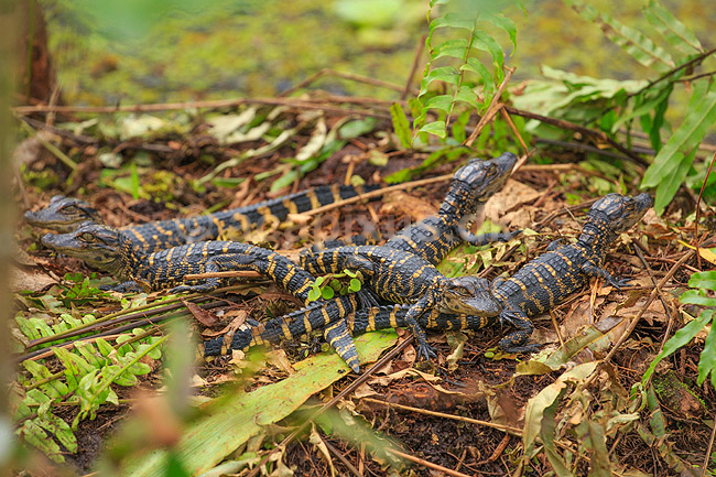 Alligatorer. Amerikansk alligator babyer; Alligator mississippiensis, Alligatoridae; Corkscrew Swamp Sanctuary / Florida; USA; ; krybdyr; Krokodille, krokodiller, alligatorer