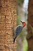 R�dbuget sp�tte. Redbellied woodpecker Melanerpes carolinus Corkscrew Swamp Sanctuary / Florida USA  fugle Sp�tter, sp�ttefugle