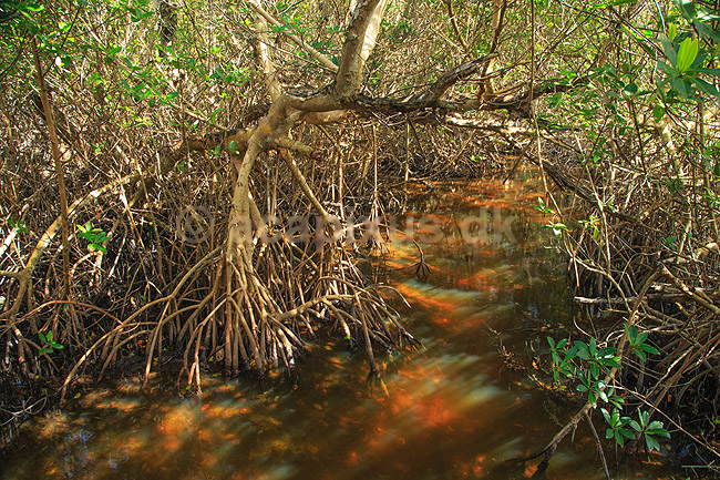 Mangrove. Mangrove i Ding Darling National Wildlife Reserve p� Sanibel Island; ; Ding Darling NWR / Sanibel Island / Florida; USA; ; ; 