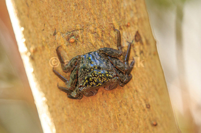 Mangrove tree crab; Aratus pisonii; Ding Darling NWR / Sanibel Island / Florida; USA; ; krebsdyr; Decapoder, krabbe, krabber