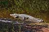 Alligatorer. Amerikansk alligator i Ding Darling National Wildlife Reserve p� Sanibel Island Alligator mississippiensis, Alligatoridae Ding Darling NWR / Sanibel Island / Florida USA  krybdyr Krokodille, krokodiller, alligatorer