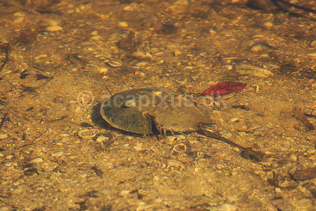 Hesteskokrabbe. Hestesko krabbe i vandet; Limulus polyphemus; Ding Darling NWR / Sanibel Island / Florida; USA; ; edderkopper; Dolkhaler, Merostomata, Horseshoe Crab 