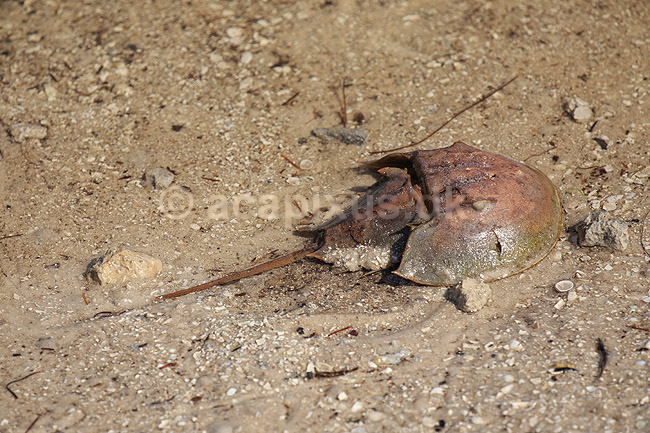 Hesteskokrabbe. D�d hestesko krabbe p� strand; Limulus polyphemus; Ding Darling NWR / Sanibel Island / Florida; USA; ; edderkopper; Dolkhaler, Merostomata, Horseshoe Crab 