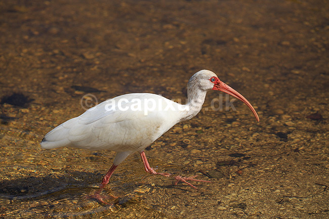 Hvis Ibis. Amerikansk Hvid Ibis; Eudocimus albus; Ding Darling NWR / Sanibel Island / Florida; USA; ; fugle; Ibiser