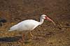 Hvis Ibis. Amerikansk Hvid Ibis Eudocimus albus Ding Darling NWR / Sanibel Island / Florida USA  fugle Ibiser