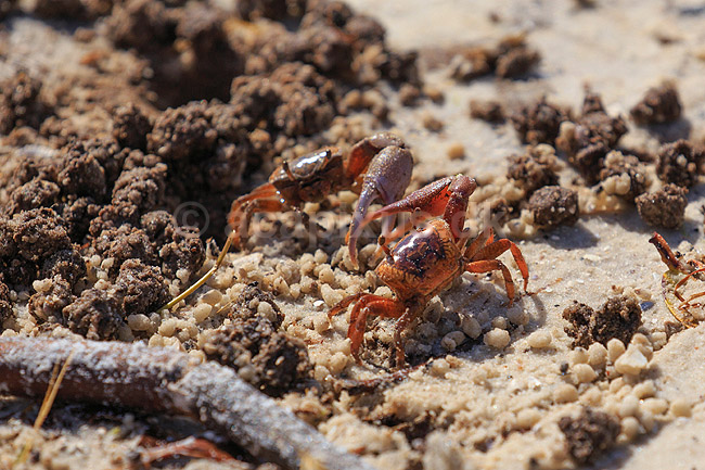 Vinkekrabber. Vinke krabber i kamp; Uca pugilator; Ding Darling NWR / Sanibel Island / Florida; USA; ; krebsdyr; Sand Fiddler Crab, Decapoder, krabbe, krabber