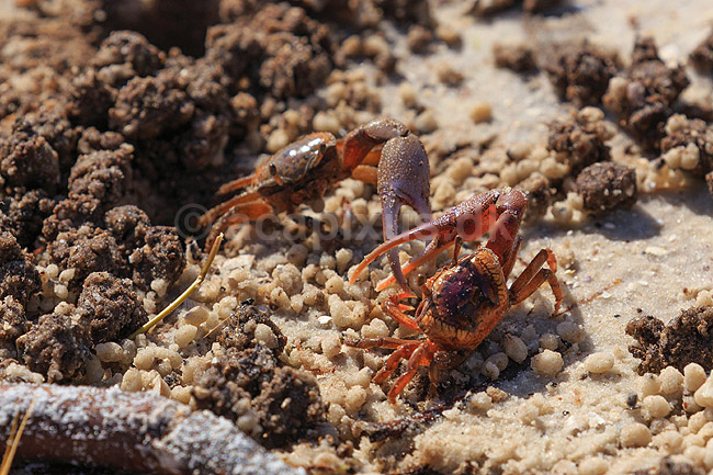 Vinkekrabber. Vinke krabber i kamp; Uca pugilator; Ding Darling NWR / Sanibel Island / Florida; USA; ; krebsdyr; Sand Fiddler Crab, Decapoder, krabbe, krabber