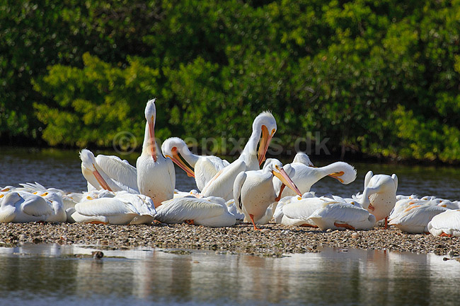 Pelikan. Amerikansk Hvid Pelikaner i f�rd med fjerpleje; Pelecanus erythrorhynchos; Ding Darling NWR / Sanibel Island / Florida; USA; ; fugle; Pelikaner, Pelecanidae