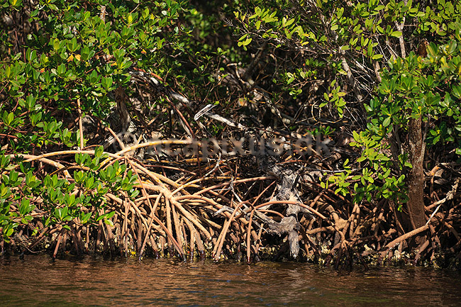 Mangrove. Mangrove i Ding Darling National Wildlife Reserve p� Sanibel Island; ; Ding Darling NWR / Sanibel Island / Florida; USA; ; ; 
