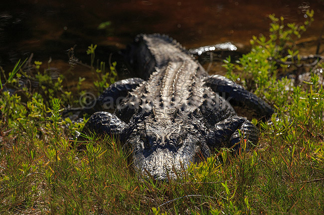 Alligatorer. Amerikansk alligator i Ding Darling National Wildlife Reserve p� Sanibel Island; Alligator mississippiensis, Alligatoridae; Ding Darling NWR / Sanibel Island / Florida; USA; ; krybdyr; Krokodille, krokodiller, alligatorer