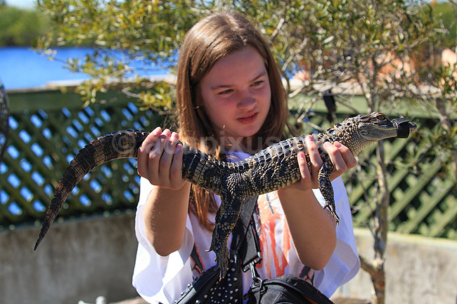 Alligatorer. Amerikansk alligator unge i favnen p� ung pige (Model Released); Alligator mississippiensis, Alligatoridae; Corey Billie's Airboat Rides / Florida; USA; ; krybdyr; Krokodille, krokodiller, alligatorer