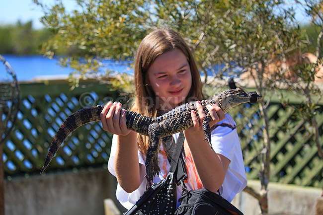 Alligatorer. Amerikansk alligator unge i favnen p� ung pige (Model Released); Alligator mississippiensis, Alligatoridae; Corey Billie's Airboat Rides / Florida; USA; ; krybdyr; Krokodille, krokodiller, alligatorer