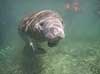 S�ko. Vestindisk manatee sv�mmende i floden Crystal River i Florida Trichechus manatus Crystal River / Florida USA  pattedyr S�k�er, Sirenia, West Indian manatee, sea cow