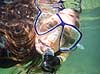Snorkeldykker. Snorkel dykker i Crystal River p� udkig efter s�k�er (Model released)  Crystal River / Florida USA   Snorkling, dykning, sv�mning, sport, ferie, turisme
