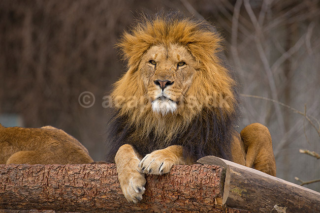 L�ve. Hanl�ve skuer fra udsigtspunkt.; Panthera leo; Zoologisk Have / K�benhavn; ; ; pattedyr; L�vemanke, manke, Katte, Felidae, Rovdyr, Carnivora, kattedyr, zoologiske haver