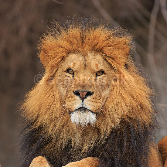 L�ve. Hanl�ve skuer fra udsigtspunkt.; Panthera leo; Zoologisk Have / K�benhavn; ; ; pattedyr; L�vemanke, manke, Katte, Felidae, Rovdyr, Carnivora, kattedyr, zoologiske haver