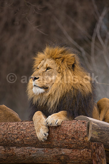 L�ve. Hanl�ve skuer fra udsigtspunkt.; Panthera leo; Zoologisk Have / K�benhavn; ; ; pattedyr; L�vemanke, manke, Katte, Felidae, Rovdyr, Carnivora, kattedyr, zoologiske haver