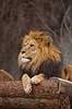 L�ve. Hanl�ve skuer fra udsigtspunkt. Panthera leo Zoologisk Have / K�benhavn   pattedyr L�vemanke, manke, Katte, Felidae, Rovdyr, Carnivora, kattedyr, zoologiske haver