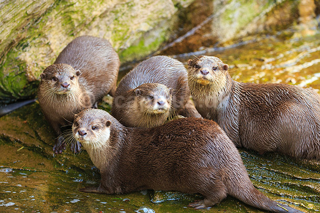 Dv�rgodder. Dv�rgoddere, asiatisk dv�rgodder; Aonyx cinerea; Zoologisk Have / K�benhavn; ; ; pattedyr; Mustelidae, odder, oddere