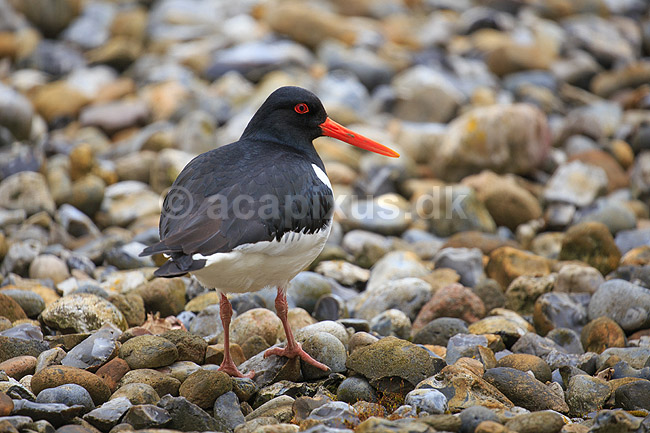 Strandskade. Strand skade mellem sten; Haematopus ostralegus; ; ; ; fugle; Strandskader, Haematopodidae, M�gefugle og vadefugle, Charadriiformes