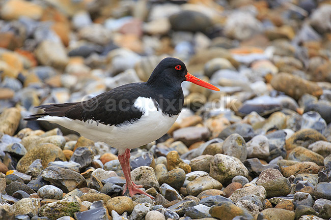 Strandskade. Strand skade mellem sten; Haematopus ostralegus; ; ; ; fugle; Strandskader, Haematopodidae, M�gefugle og vadefugle, Charadriiformes