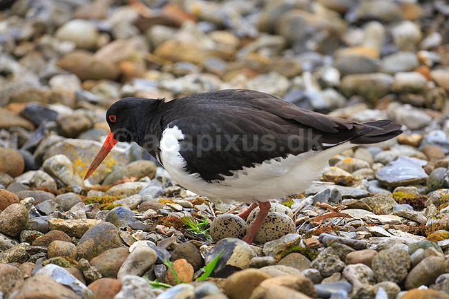 Strandskade. Strand skade ligger p� rede og ruger mellem sten; Haematopus ostralegus; ; ; ; fugle; Strandskader, Haematopodidae, M�gefugle og vadefugle, Charadriiformes