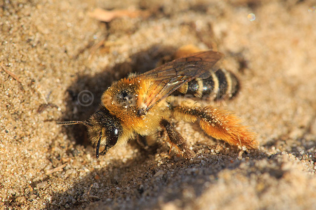 Buksebi. Bukse bi graver sand ud til sin rede; Dasypoda altercator; R�m�; ; ; insekter; �revingede, Hymenoptera, bier, Apidae