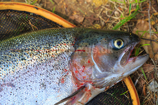 �rred. En �rred - fanget med blink og liggende ovenp� fangstnet; Salmo gairdneri; Harasj�m�la; Sverige; ; fisk; �rred, Lystfiskeri, spisefisk, spinner, spinnefiskeri