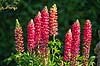 Lupin. Lupinblomster, lupiner Lupinus spec.    planter �rteblomster, Leguminosae, Fabaceae, Papillionaceae