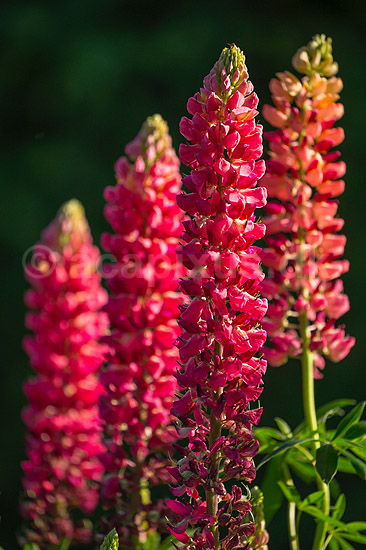 Lupin. Lupinblomster, lupiner; Lupinus spec.; ; ; ; planter; �rteblomster, Leguminosae, Fabaceae, Papillionaceae
