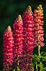 Lupin. Lupinblomster, lupiner Lupinus spec.    planter �rteblomster, Leguminosae, Fabaceae, Papillionaceae