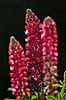 Lupin. Lupinblomster, lupiner Lupinus spec.    planter �rteblomster, Leguminosae, Fabaceae, Papillionaceae