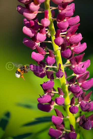 Humlebi og lupin. En humlebi s�ger pollen p� lupinblomster, lupiner; Lupinus spec.; ; ; ; planter; �rteblomster, Leguminosae, Fabaceae, Papillionaceae
