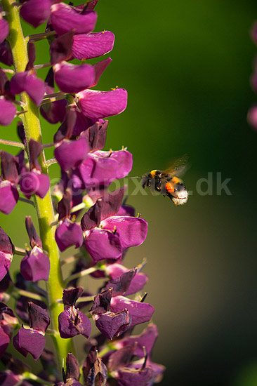 Humlebi og lupin. En humlebi s�ger pollen p� lupinblomster, lupiner; Lupinus spec.; ; ; ; planter; �rteblomster, Leguminosae, Fabaceae, Papillionaceae