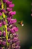 Humlebi og lupin. En humlebi s�ger pollen p� lupinblomster, lupiner Lupinus spec.    planter �rteblomster, Leguminosae, Fabaceae, Papillionaceae