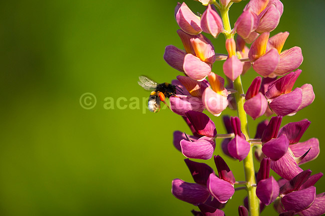 Humlebi og lupin. En humlebi s�ger pollen p� lupinblomster, lupiner; Lupinus spec.; ; ; ; planter; �rteblomster, Leguminosae, Fabaceae, Papillionaceae