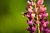 Humlebi og lupin. En humlebi s�ger pollen p� lupinblomster, lupiner Lupinus spec.    planter �rteblomster, Leguminosae, Fabaceae, Papillionaceae