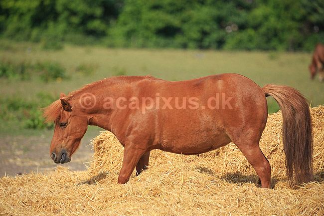 Pony. En ponyhest g�r i halm p� fold; Equus caballus; ; ; ; Pattedyr; Hest, heste, tamhest, tamheste, Nordbag, ridehest, rideheste, manke, man, hesterace, hesteracer, racehest, raceheste