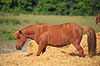 Pony. En ponyhest g�r i halm p� fold Equus caballus    Pattedyr Hest, heste, tamhest, tamheste, Nordbag, ridehest, rideheste, manke, man, hesterace, hesteracer, racehest, raceheste