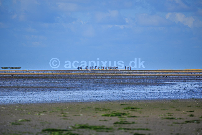R�m�. Rytter p� S�nderstrand p� R�m� spejler sig i varmeflimmer over vadehavet; ; R�m�; Danmark; ; ; Himmel og hav, spejlinger, sommerferie, ferie