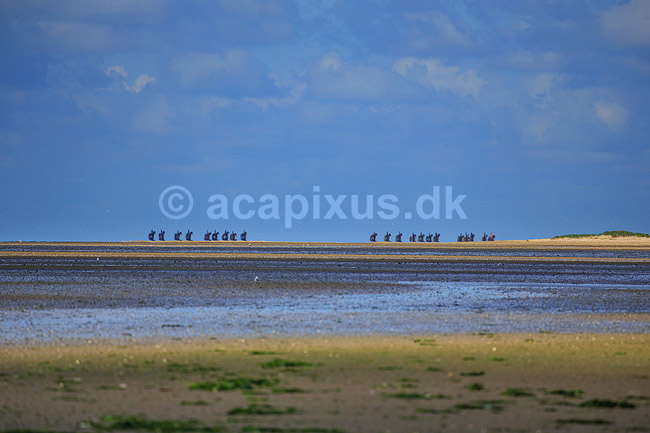R�m�. Rytter p� S�nderstrand p� R�m� spejler sig i varmeflimmer over vadehavet; ; R�m�; Danmark; ; ; Himmel og hav, spejlinger, sommerferie, ferie